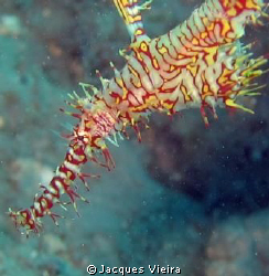Close up of Armored Ghost Pipefish ... by Jacques Vieira 